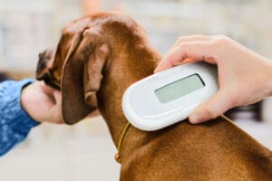 microchip on a dog